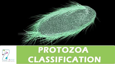 PROTOZOA CLASSIFICATION - YouTube