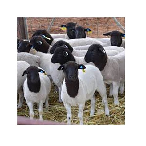 Dorper Sheep - Blievenstorfer Agro GmbH