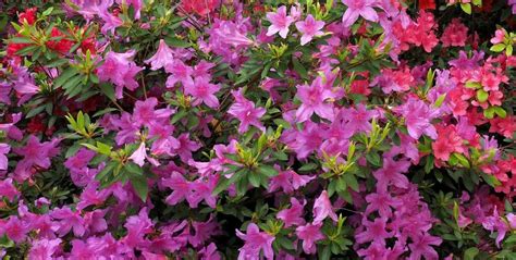 Pruning Azaleas When and How