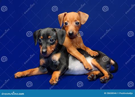 Miniature Pinscher puppies stock photo. Image of domestic - 28658546