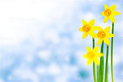 Spring flowers of daffodils. 9310281 Stock Photo at Vecteezy