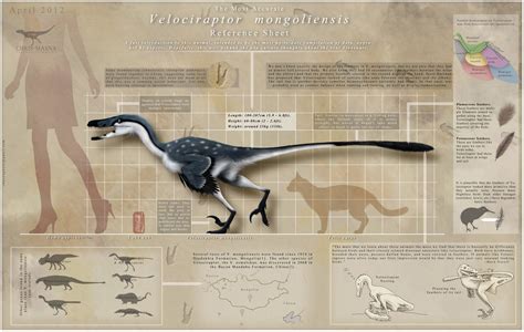 Velociraptor is a genus of dromaeosaurid theropod dinosaur that lived approximately 75 to 71 ...