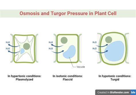 How Does Turgor Pressure Develops In A Plant Cell - Printable Templates Protal