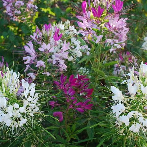 Cleome - VerdeGo