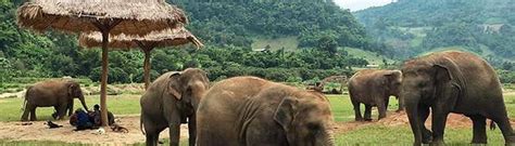 Elephant Jungle Sanctuary Chiang Mai | Entrance Fee, Opening Hours & More