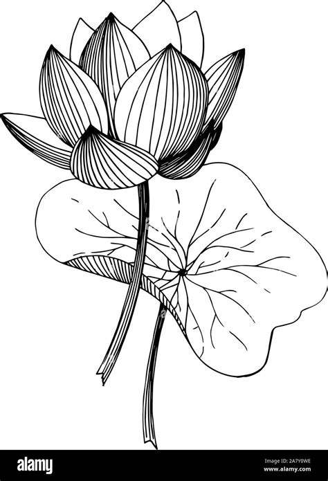 Vector Lotus floral botanical flower. Black and white engraved ink art. Isolated lotus ...