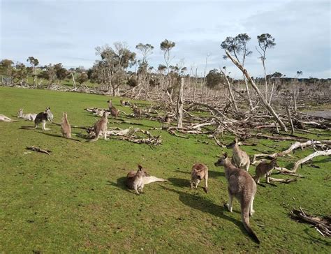 Phillip Island Wildlife Park - Animal Zoo Opening Hours & Ticket Prices