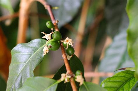 After years of care, my indoor coffee tree is finally bearing fruit ...