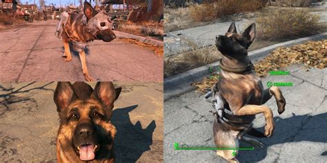 Dogmeat location fallout 3 - moznot