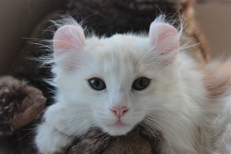 American Curl, die Katze ♥ mit den gebogenen Ohren