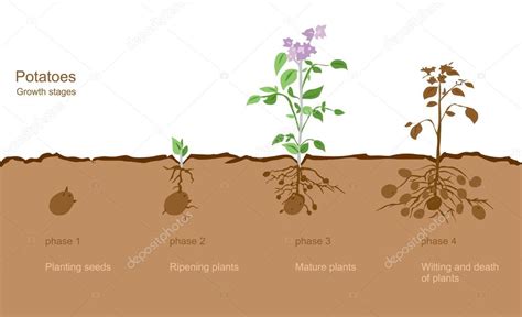 Potato growth stages — Stock Vector © trofimich81 #112583680