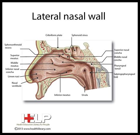 Lateral Nasal Wall