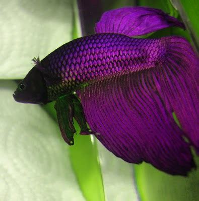 Bettas