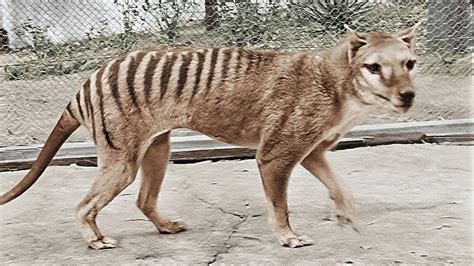 Scientists are trying to resurrect the Tasmanian tiger. So when did the ...