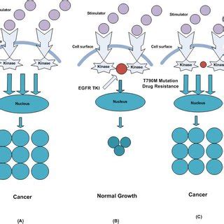 EGFR Tyrosine kinase domain inhibition mechanism (A) The overexpression... | Download Scientific ...