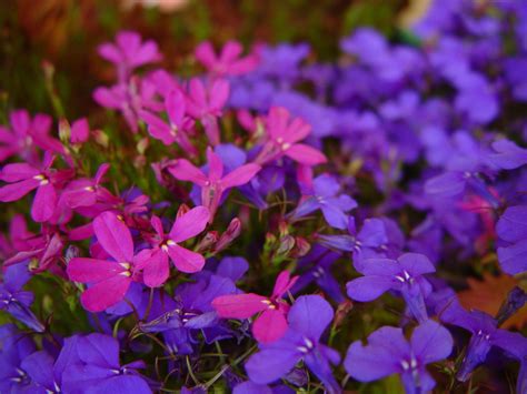 File:Blue and purple flowers against unfocused purple flowers.jpg - Wikimedia Commons