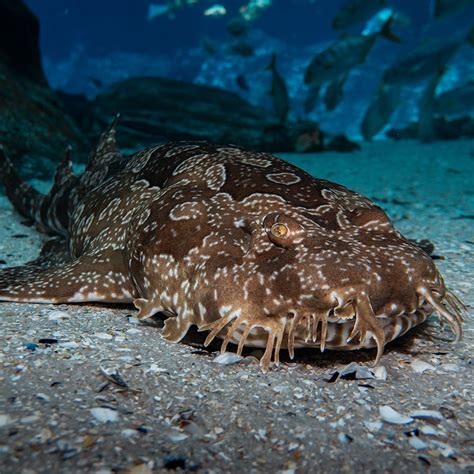 Spotted Wobbegong - Georgia Aquarium