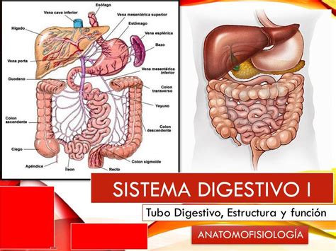 Sistema Digestivo Tubo Digestivo Estructura y Funcion Glándulas anexas | Sistema digestivo ...