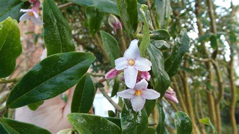 Winter flowering plants - why you should have a Daphne bholua in your ...