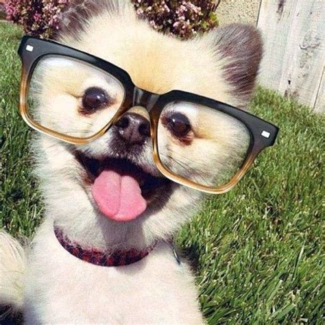 33 Cute And Funny Pictures Of Animals That Are Wearing Glasses Look So ...