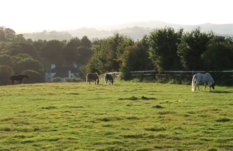 Horses at the Mare and Foal Sanctuary © Derek Harper cc-by-sa/2.0 ...