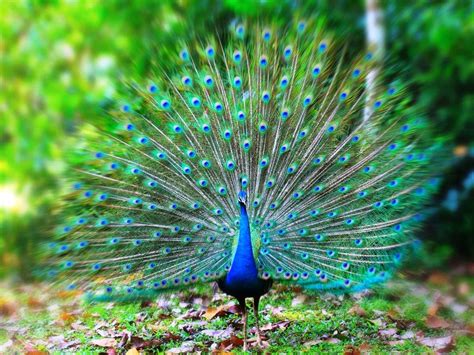 Indian Peacock | Pictures and Information - Amazing Pets For You