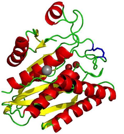 Streptomyces griseus aminopeptidase structure. Structure of SGAP at ...