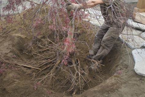 Root Pruning to Transplant Trees