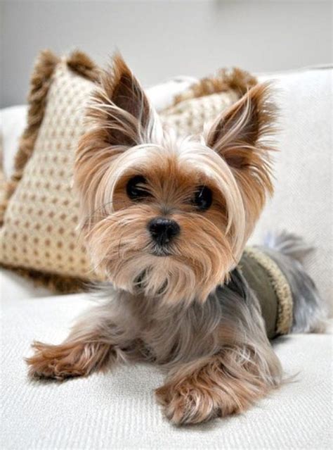 21 best Yorkie haircuts images on Pinterest | Yorkies, Yorkie hairstyles and Yorkie puppy