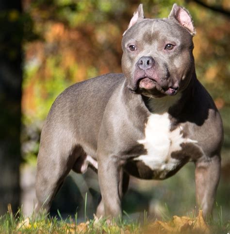 Pocket Bully Dog Breed: 7 Must Know Facts - The Pet Town