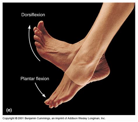 Dorsi/plantar-flexion | Nursing | Pinterest | Leg pain, Fibromyalgia and Medical