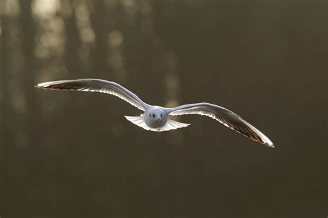 Beginners Bird Photography Workshop with Paul Miguel