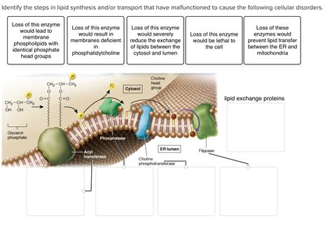 [Solved] Identify the steps in lipid synthesis and/or transport that have... | Course Hero