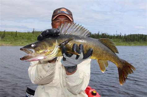 Manitoba’s top 20 hot spots for great walleye fishing • Outdoor Canada