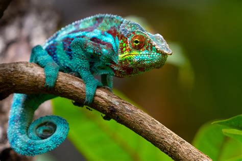 Researchers Develop a Flexible Color-Changing Film Inspired by Chameleon Skin