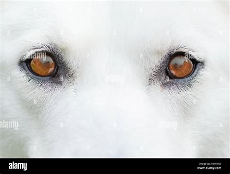 Amber Wolf Eyes