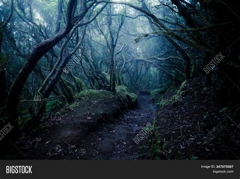 Dark Foggy Forest Path Image & Photo (Free Trial) | Bigstock