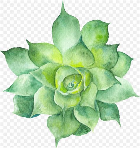 Succulent Plant Watercolor Painting Botanical Illustration Cactus, PNG ...