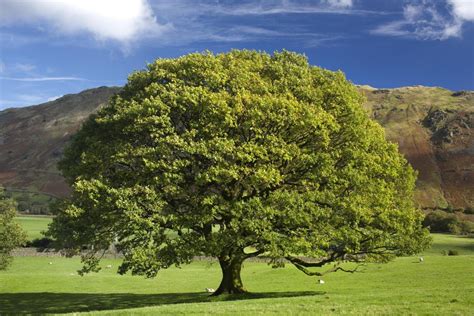 Growing the Columnar English Oak - Quercus robur