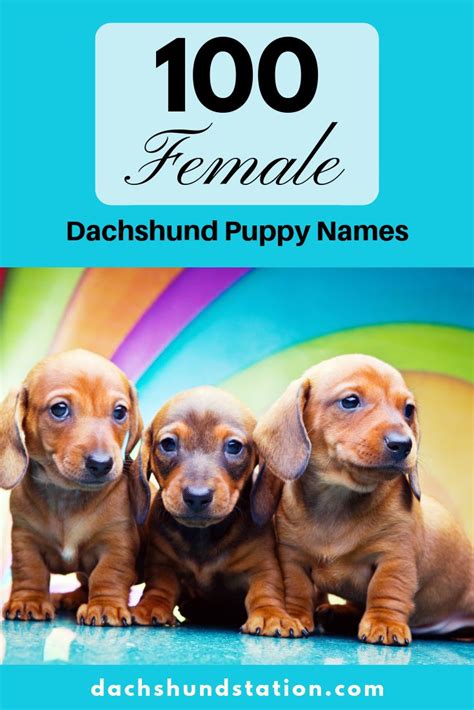 Best Dachshund Names Of 2022 - Dachshund Station | Puppy names, Dachshund puppies, Dog names