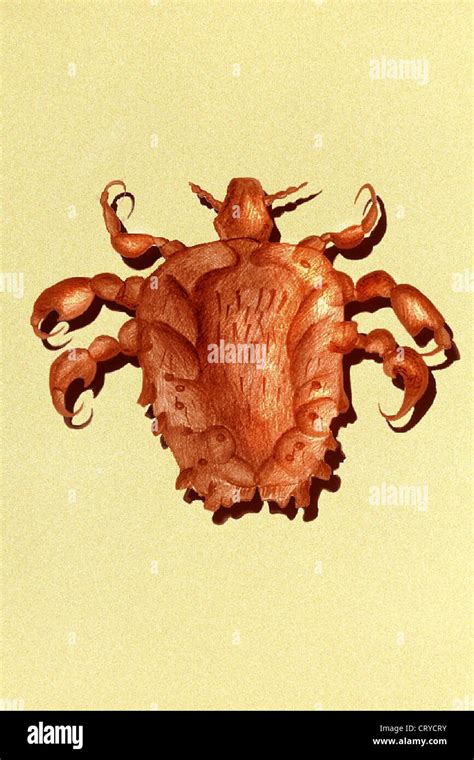 CRAB LOUSE Stock Photo - Alamy