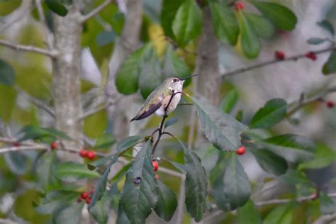 Rufous Hummingbird - FeederWatch