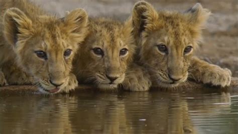 Animal's HD Images Photos Wallpapers free Download: Lion Cubs HD images ...