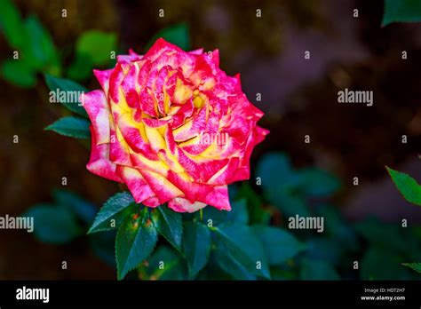 Beautiful rose blooms in Washington Park, International Rose Test ...