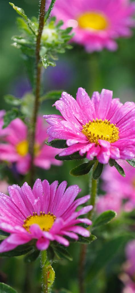 bokeh photography of two purple daisies iPhone Wallpapers Free Download