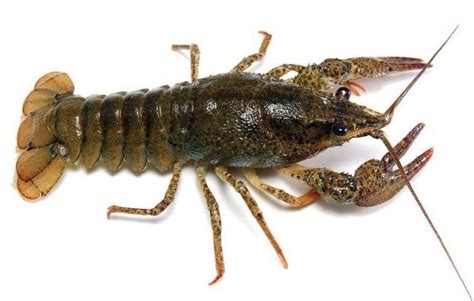 25 Kentucky Baby Live Freshwater Crayfish (Crawdads) | Crayfish, Crawfish, Survival