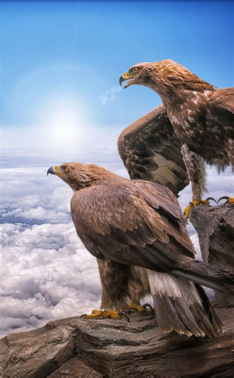 Golden Eagles, birds, clouds, 950x1534 wallpaper | Eagle wallpaper, Animal wallpaper, Pet birds