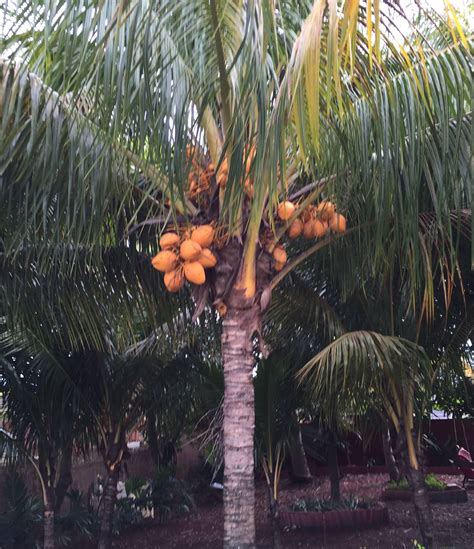 South Florida coconut palms - DISCUSSING PALM TREES WORLDWIDE - PalmTalk