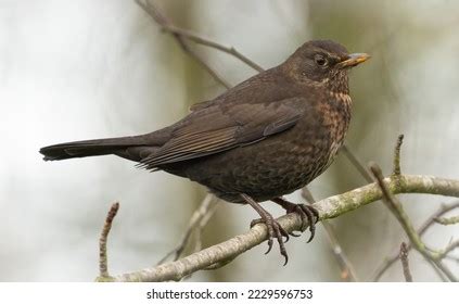 Female Common Blackbird Turdus Merula Winter Stock Photo 2229596753 ...