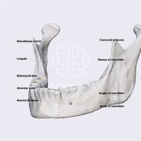 Mandible | Media Library | Anatomy.app | Learn anatomy | 3D models ...